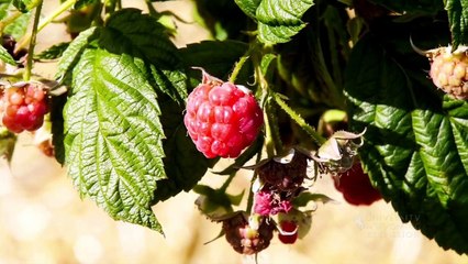 How to Grow and Prune Raspberries   Red, Black, Purple and Yellow Raspberries