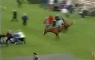 Horse Gone Mad In Public--Funny Videos-Whatsapp Videos-Prank Videos-Funny Vines-Viral Video-Funny Fails-Funny Compilations-Just For Laughs