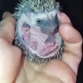 Ce bébé hérisson a terriblement envie de téter!