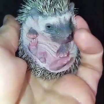 Ce bébé hérisson a terriblement envie de téter!