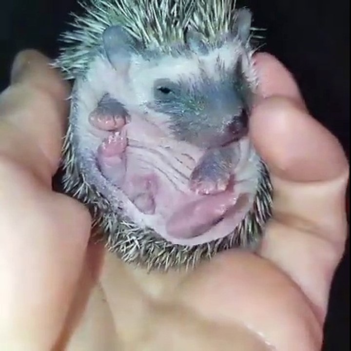 Ce bébé hérisson a terriblement envie de téter!