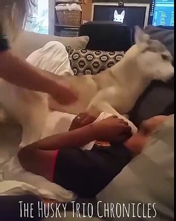 Avec ce husky vous allez pouvoir faire la grasse matinée!