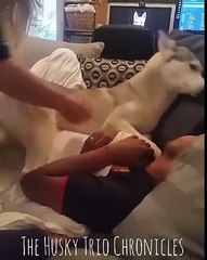 Avec ce husky vous allez pouvoir faire la grasse matinée!