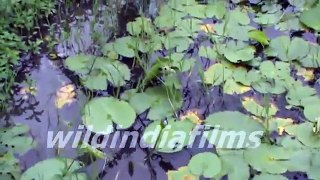 Beautiful Water Lili Shapla in the Open Water in Eco park Kolkata By wildindiafilms