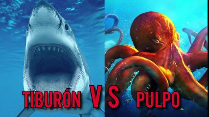 10 Extreme Animal Fights Caught on Camera