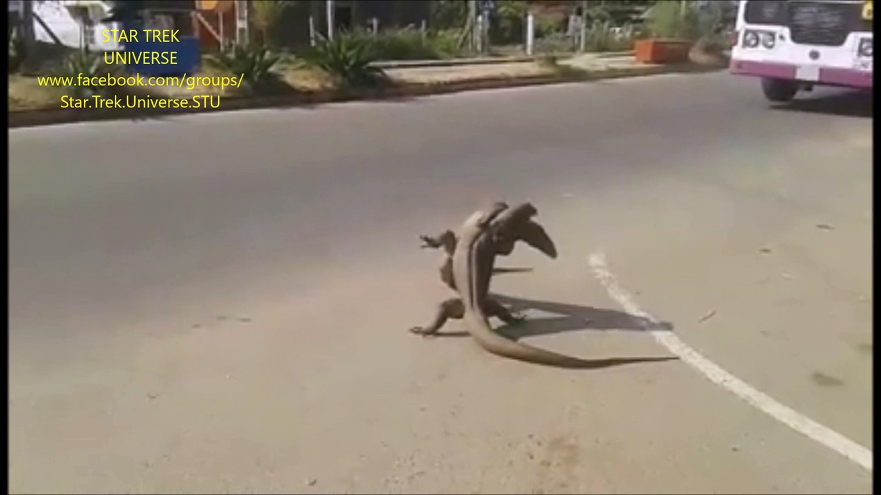 GORN FIGHT