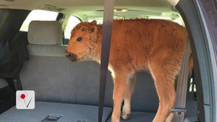 Yellowstone National Park Tourists Kidnap Bison