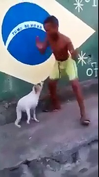 Dog hotsell dancing brazil