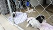 Rescue pups - Shih tzu boston terrier mix? pups available Aug 10 2013