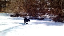 Black Lab dog body slides in the snow