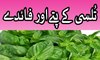 Basil benefits - Tulsi ke patte aur uske fawaid - basil benefits for skin in urdu hindi