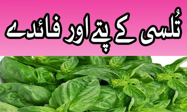 Basil benefits Tulsi ke patte aur uske fawaid basil benefits