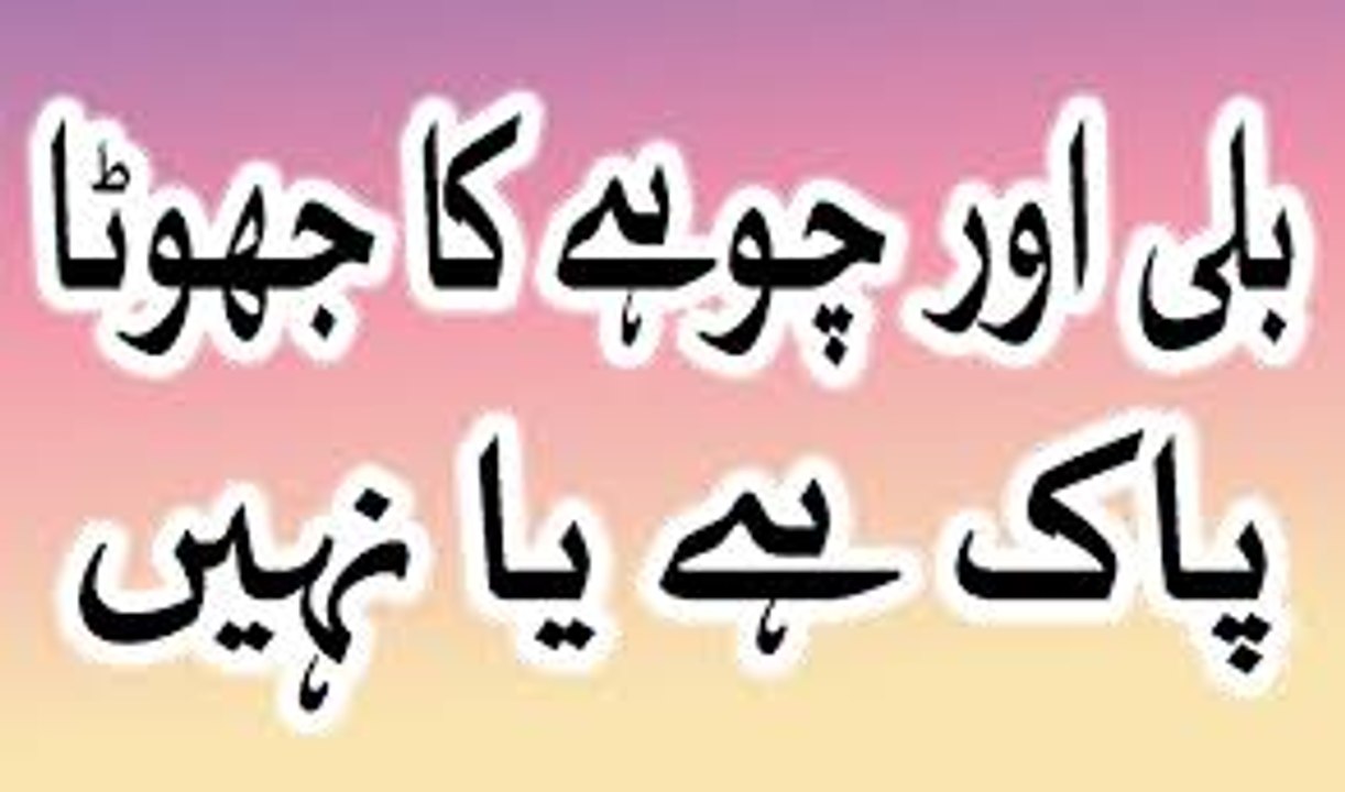 billi aur chohe ka jhoota napak he ya pak in urdu hindi
