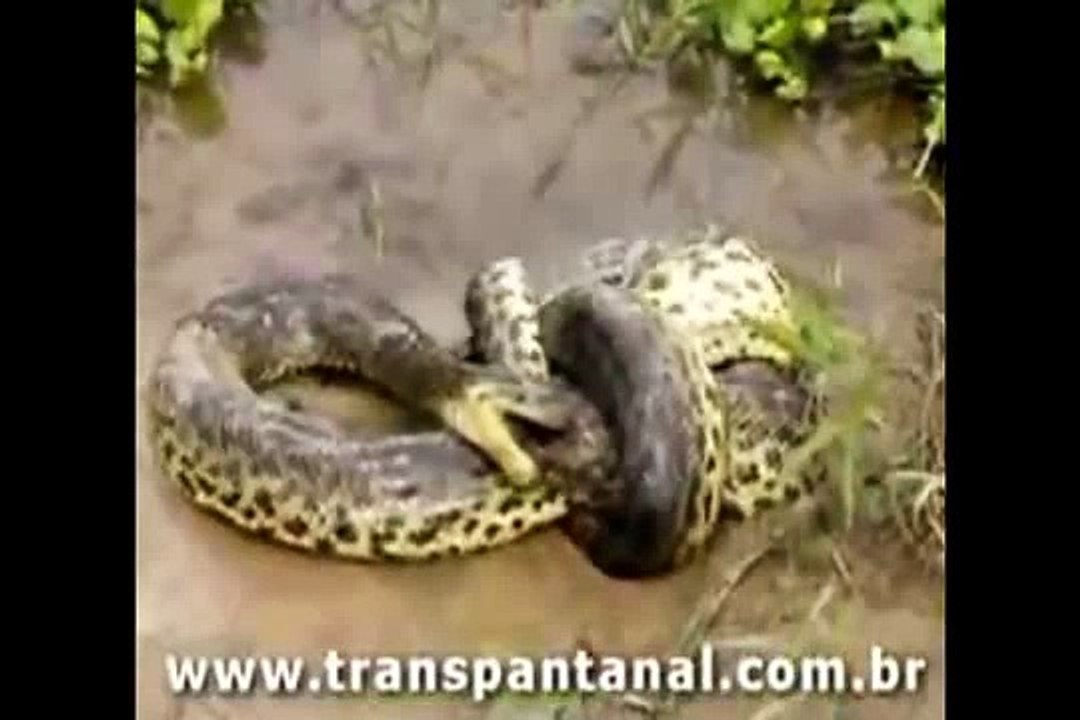 Animal or biggest animal fight