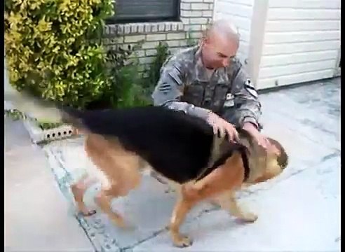 German Shepherd Fetches Ball, Returns to Find His Soldier Home from Deployment