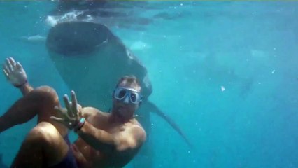 Swimming with whale sharks