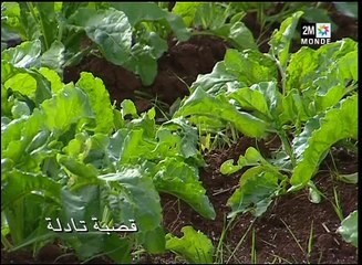 2M Maroc - Ch'hiwat bladi - 04-05-2016 07h00 15m (13247)