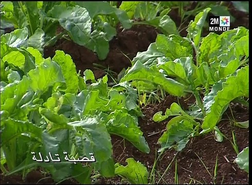 2M Maroc - Ch'hiwat bladi - 04-05-2016 07h00 15m (13247)