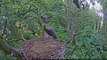 Latvian Black Storks - Feeding 17.07.2015.  19:50