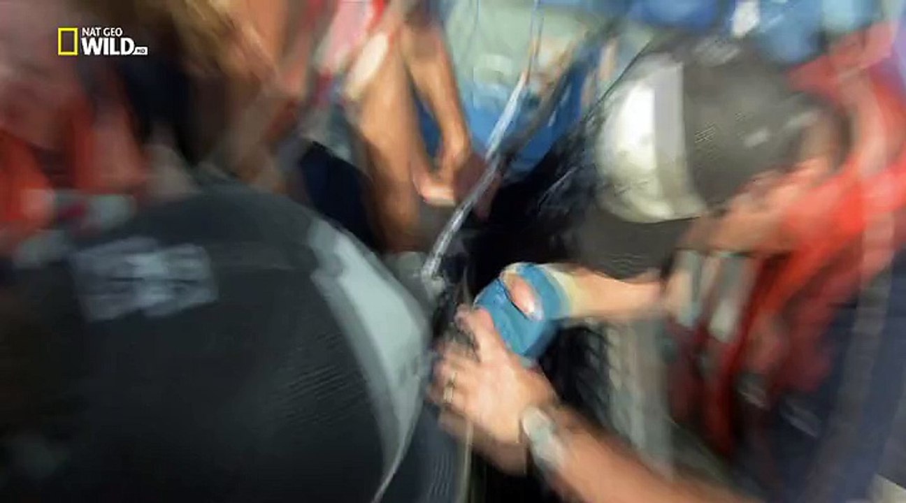 Útoční žraloci -dokument (www.Dokumenty.TV) cz / sk