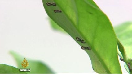 Citrus disease wreak havoc on US orange growers