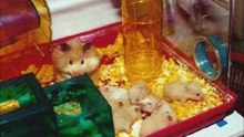 Que hacer si Mi hamster tiene pulgas?