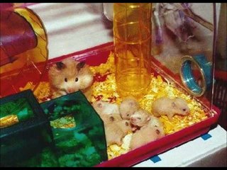 Que hacer si Mi hamster tiene pulgas?