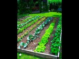 How to store Vegetable Seeds for Crisis Preparedness   Survival Gardening   Economic Collapse