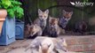 Cute Family Of Foxes.