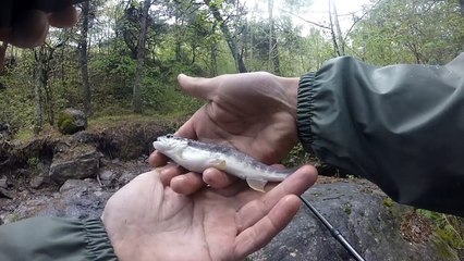 Truite Fario Sauvage en torrent a Savine Le Lac NO KILL