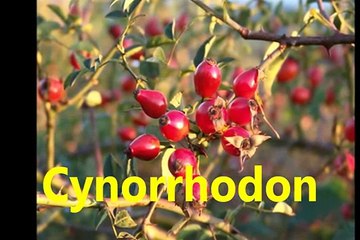 Name of Fruits in French   Learn French Video