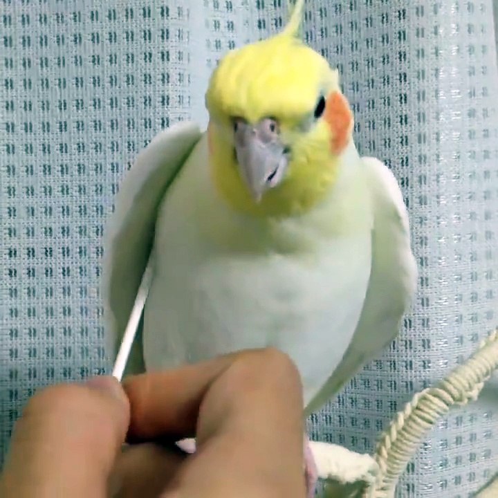 Un oiseau qui apprécie les chatouilles