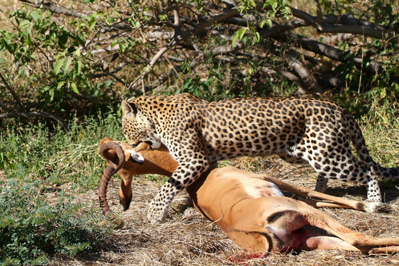 ⁣Leopard kills Antelope