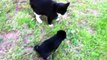 a very cool cat meets rottweiler pup