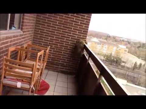 Raccoon Climbs Down Ten-Story Bluiding on Its Own Hands