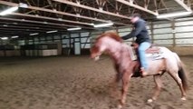 10 year old Red Roan gelding- Tucker