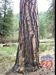 Keddie Murders: Short Tour Where Cabin 28 Stood