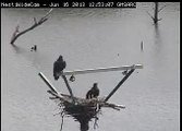 Sooner Lake Eagles 6-16-13  Fledglings visit the nest
