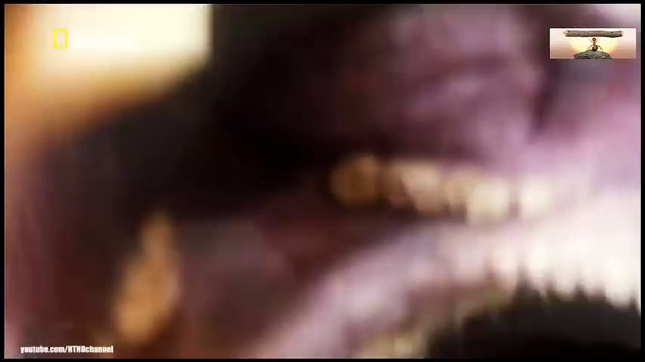 Cartoon movie - Rikki Tikki Tavi old cartoon (3)