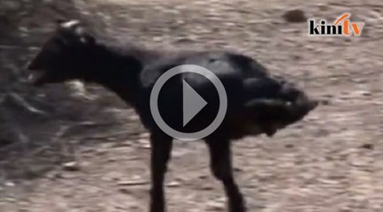 Kambing cacat hanya ada dua kaki