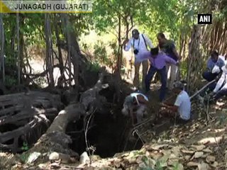 Forest officials rescue Asiatic lion