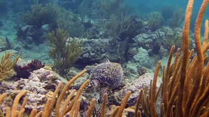 dive grand case 2016 SAINT MARTIN