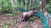 Geburt von seltenem Sumatra-Nashorn gibt Artenschützern Hoffnung