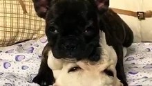 Viral videos & Вирусные видео