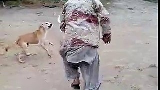 A fight with dogs