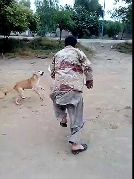 A fight with dogs