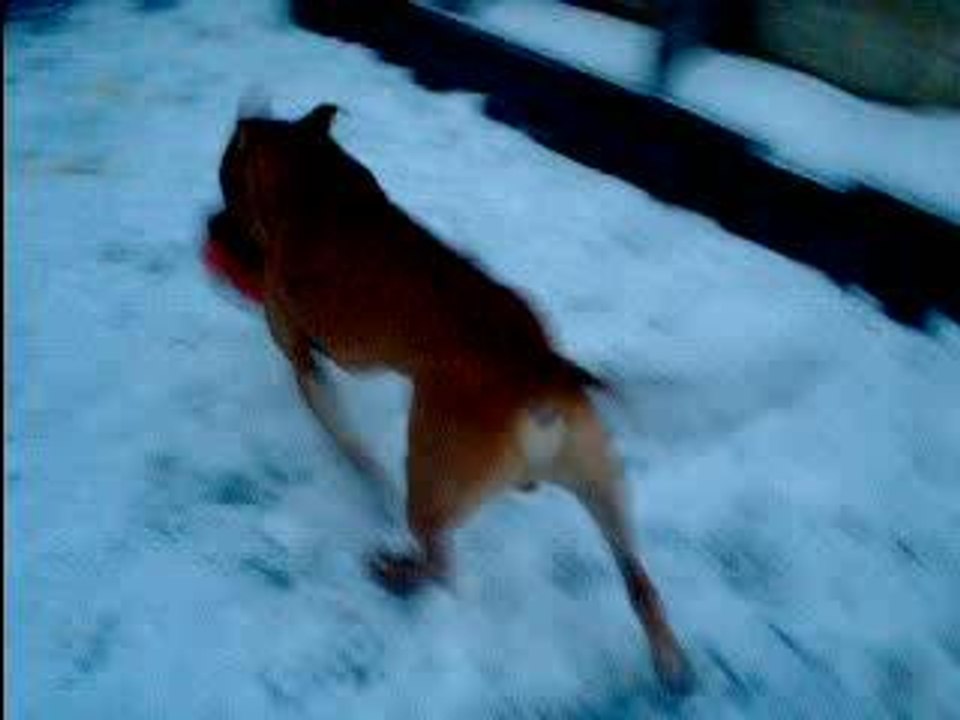 jack ds la neige  2