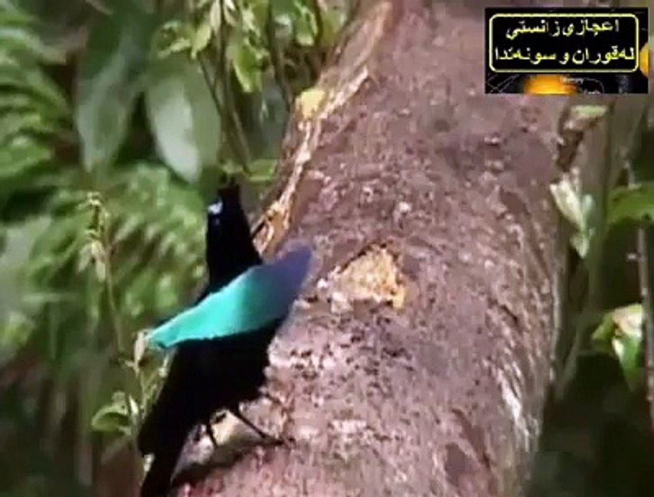 birds dance beautiful with Funs