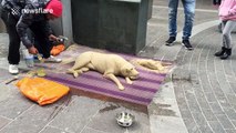 Artist creates realistic-looking dog out of sand in London