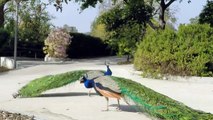 Slow motion peacock battle